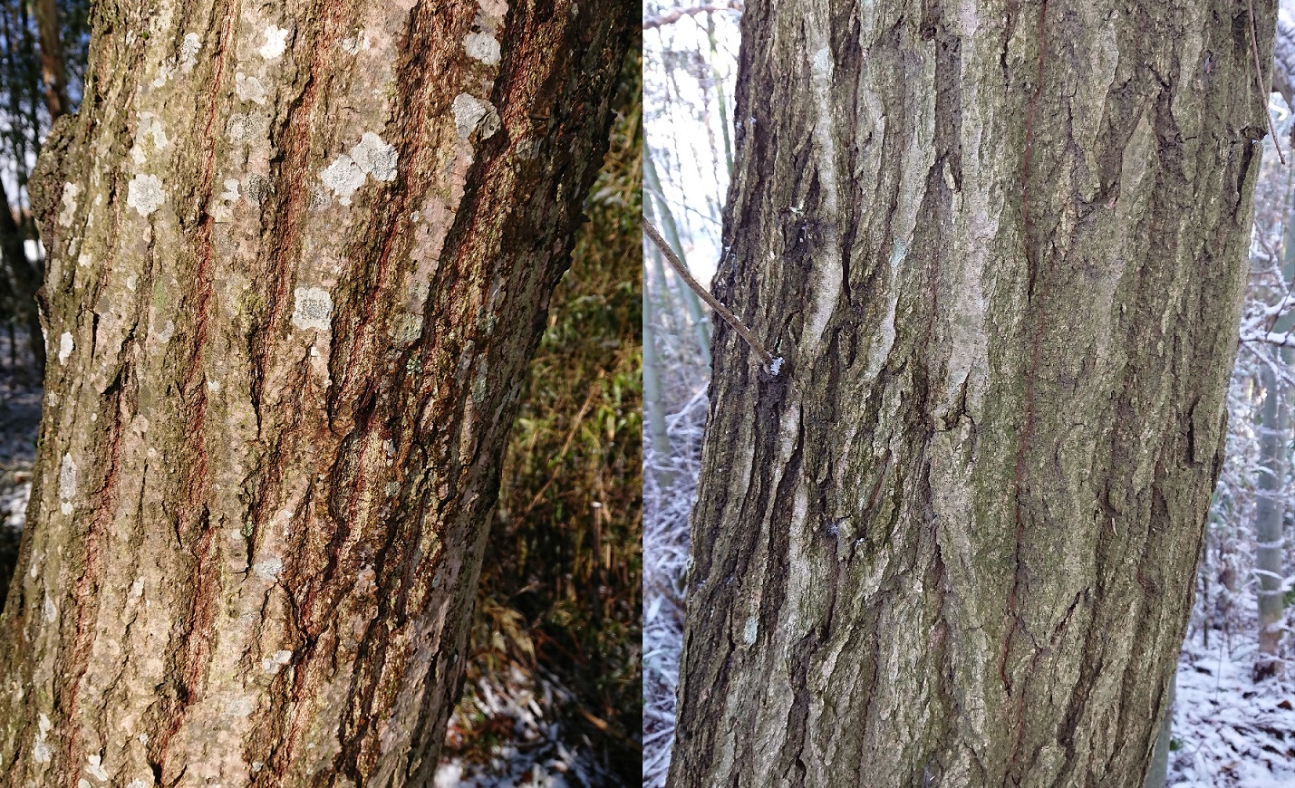 冬に伐採した栗の木とコナラの木の見分け方 里山暮らしの雑記帳